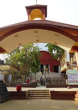 Bougainvilleas on Lombard Street,  San Francisco, Tokyo