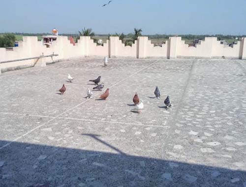 Bougainvilleas on Lombard Street,  San Francisco, Tokyo